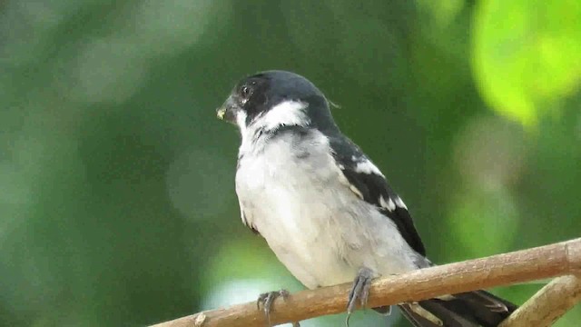 Wing-barred Seedeater - ML200794091