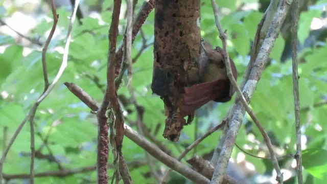 Cocoa Woodcreeper (Lawrence's) - ML200794211