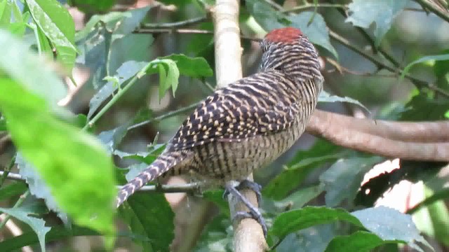 Fasciated Antshrike - ML200794251