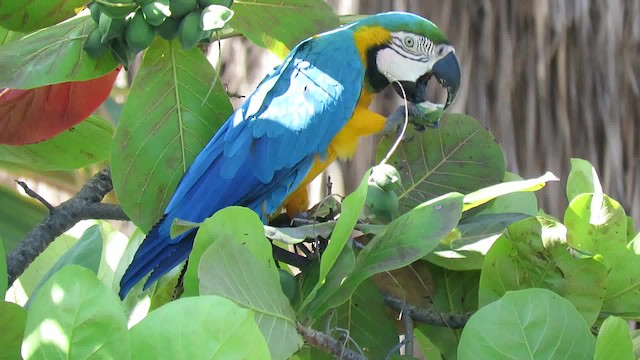 Blue-and-yellow Macaw - ML200794331