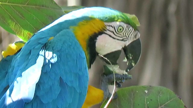 Blue-and-yellow Macaw - ML200794341