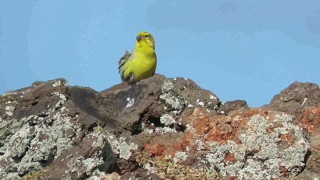 "Канарский вьюрок, дикая канарейка" - ML200794351