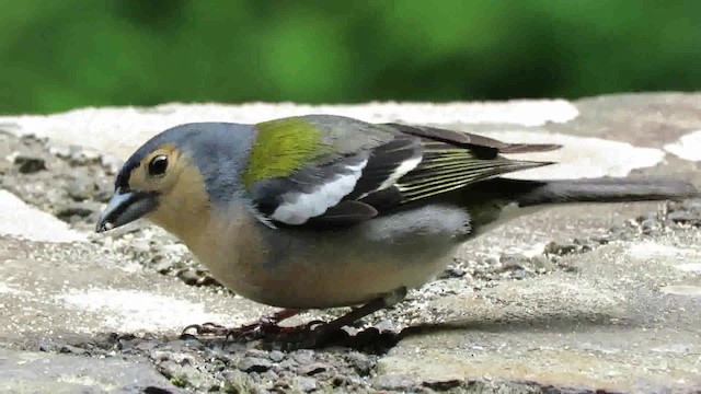 Madeira Chaffinch - ML200794391