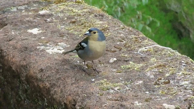 マデイラズアオアトリ - ML200794401