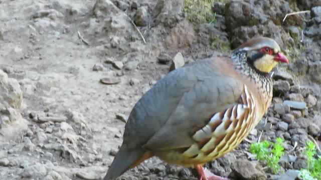 Red-legged Partridge - ML200794431