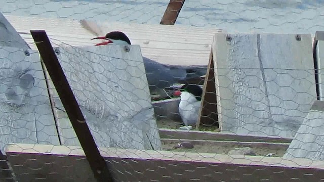 Common Tern - ML200794451