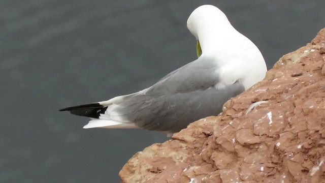 Black-legged Kittiwake (tridactyla) - ML200794521