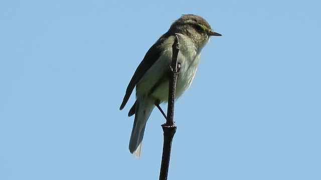 Common Chiffchaff (Common) - ML200794531