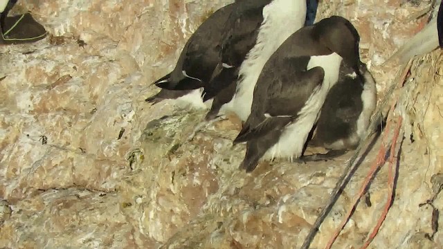 Common Murre - ML200794561