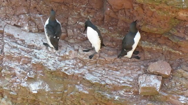 Common Murre - ML200794591