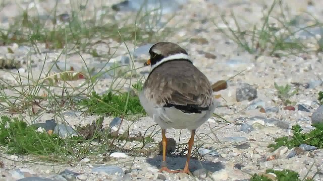 Common Ringed Plover - ML200794601