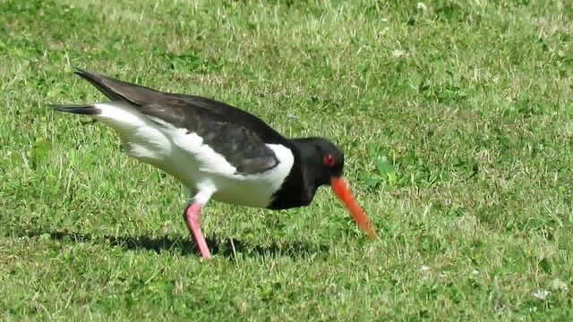 Eurasian Oystercatcher (Western) - ML200794611