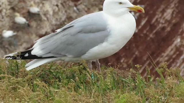 Herring Gull (European) - ML200794631