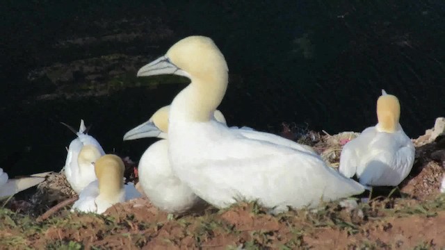 Northern Gannet - ML200794641