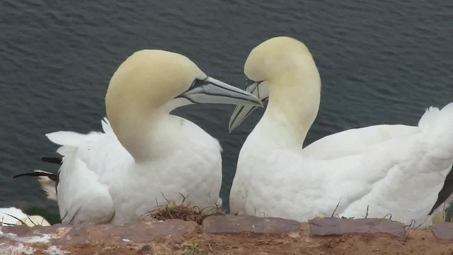 Northern Gannet - ML200794661