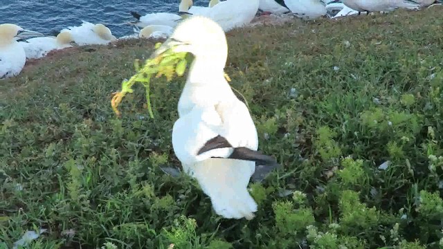 Northern Gannet - ML200794671