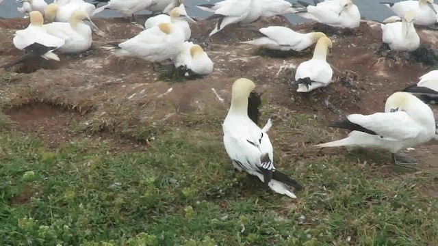 Northern Gannet - ML200794681