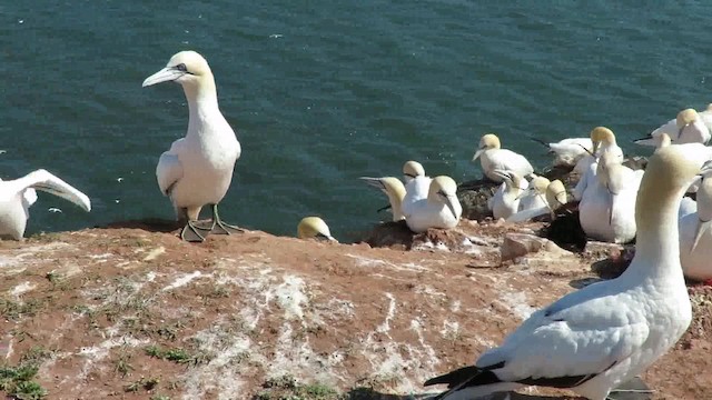 Northern Gannet - ML200794691