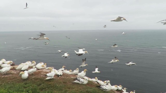 Northern Gannet - ML200794701