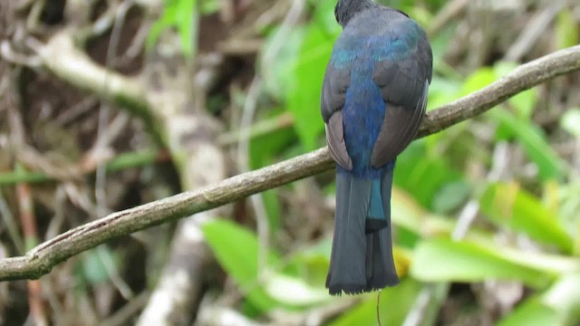 Trogon à tête noire - ML200794711