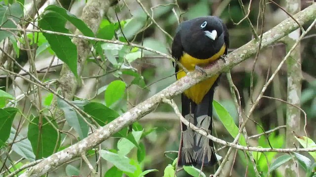 Black-headed Trogon - ML200794721
