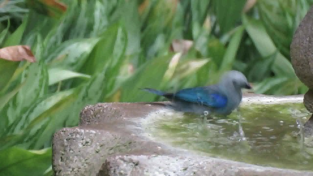 Blue-gray Tanager (Blue-gray) - ML200794731
