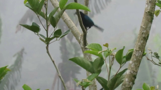 Bushy-crested Jay - ML200794741