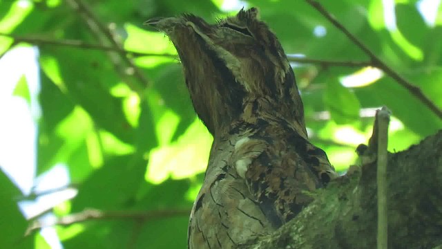 Common Potoo - ML200794751