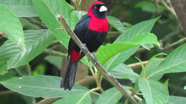 Crimson-collared Tanager - ML200794761