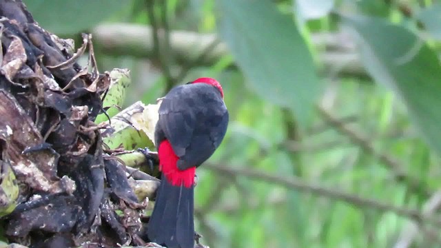 Crimson-collared Tanager - ML200794771