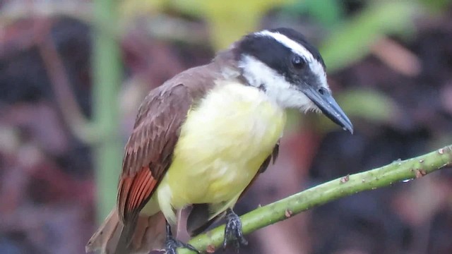 Great Kiskadee - ML200794791