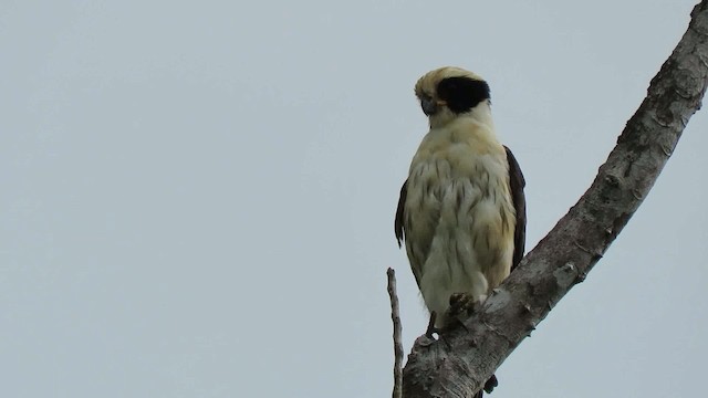 Laughing Falcon - ML200794801