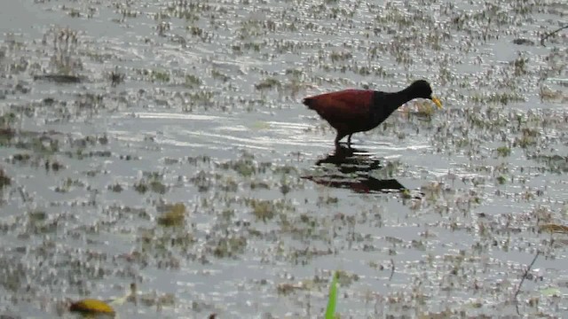 Northern Jacana - ML200794831