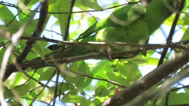 Pacific Parakeet - ML200794841