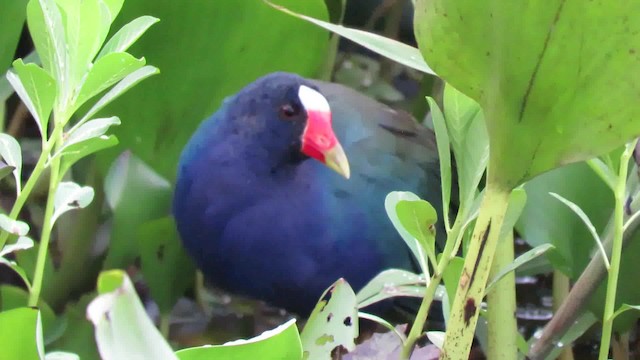 Purple Gallinule - ML200794851