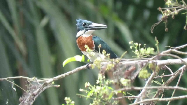 クビワヤマセミ（torquata／stictipennis） - ML200794861