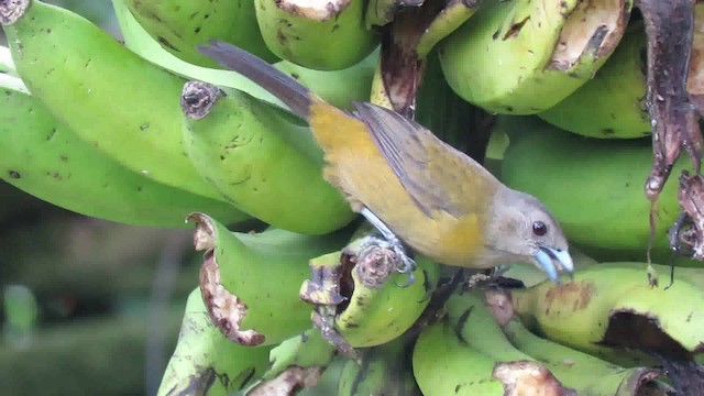 Scarlet-rumped Tanager (Passerini's) - ML200794871