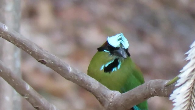 Motmot à sourcils bleus - ML200794881