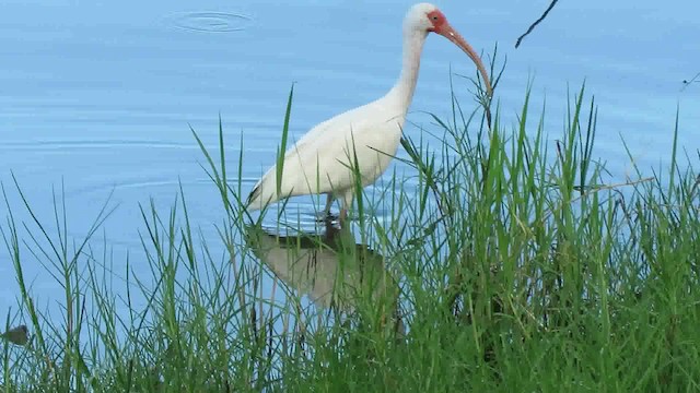 White Ibis - ML200794911