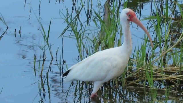 White Ibis - ML200794921