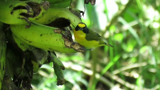 Yellow-throated Euphonia - ML200794951