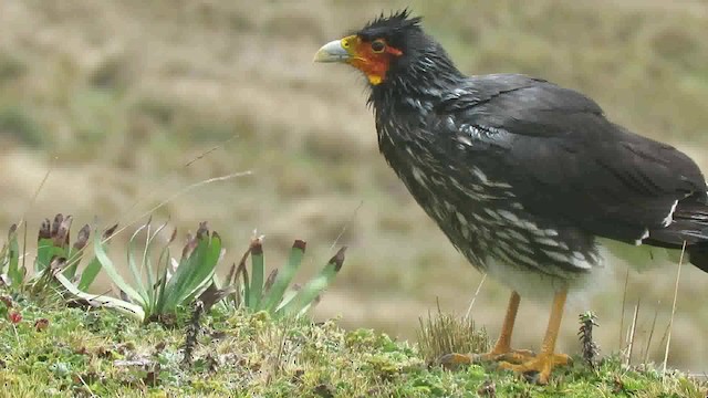 Carunculated Caracara - ML200795001