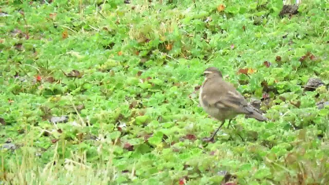 Chestnut-winged Cinclodes - ML200795031