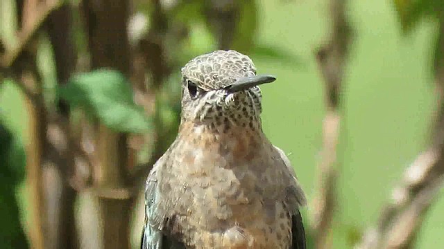 Giant Hummingbird - ML200795051