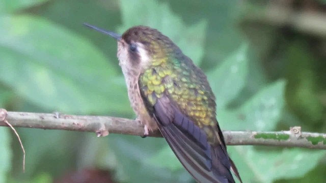 Speckled Hummingbird (maculata) - ML200795151