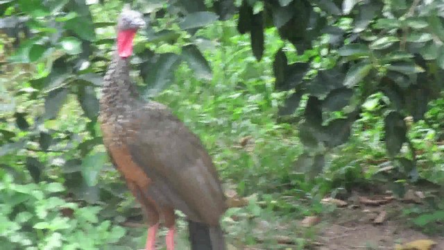 Spix's Guan (Spix's) - ML200795171