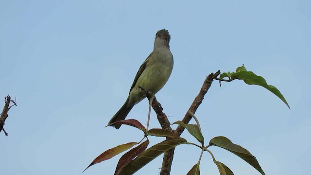 Northern Scrub-Flycatcher - ML200795201