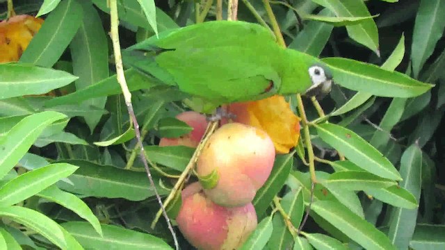 コミドリコンゴウインコ（nobilis） - ML200795221