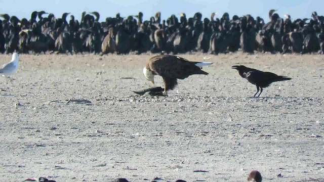 Weißkopf-Seeadler - ML200795241