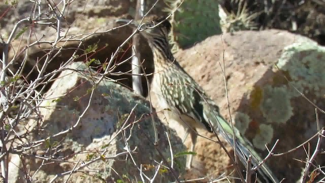 Greater Roadrunner - ML200795281